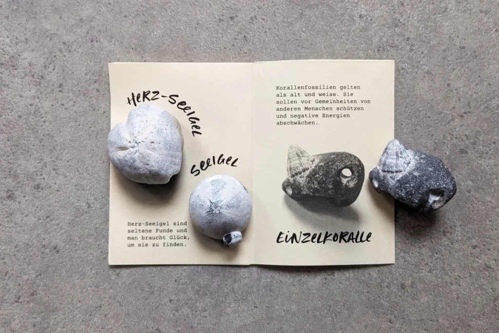 Offenes Zine mit Seeigel Fossilien und Korallenfossil. Die gedruckten Steine liegen in echt auf dem Heft.