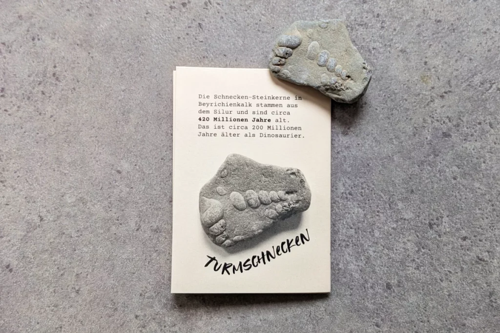 Rückseite mit Turmschnecken-Abdruck in Stein