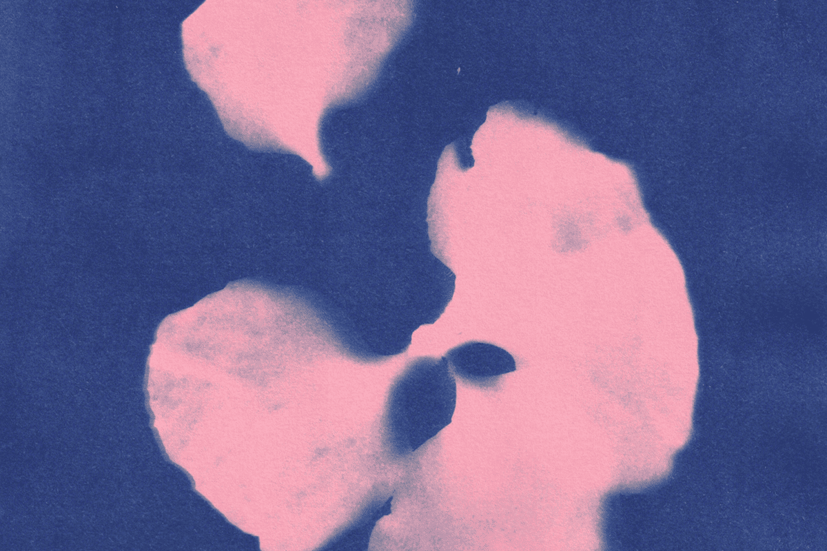 Nahaufnahme einer Cyanotypie mit einem hellrosa Blütenabdruck auf tiefblauem Papier.