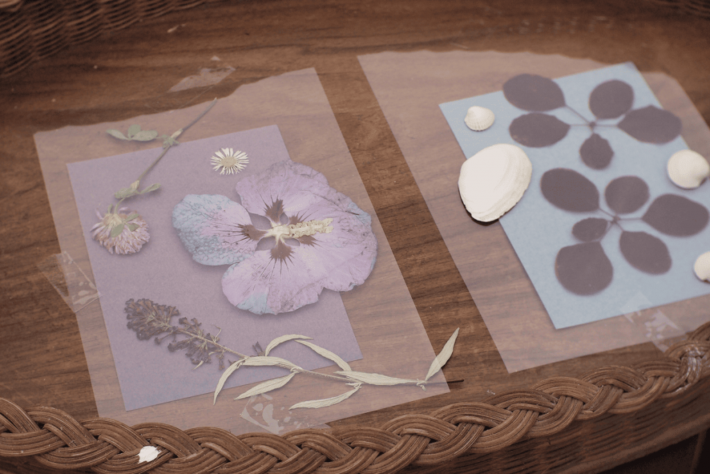 Gepresste Blüten, Blätter und Muscheln liegen unter transparenten Folien auf Cyanotypie Papier in der Sonne.