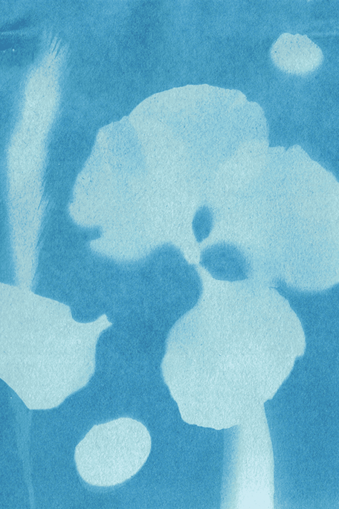 Hellblauer Cyanotypie-Sonnendruck mit den feinen Silhouetten einer Blüte, eines Grashalms und kleiner Muscheln.