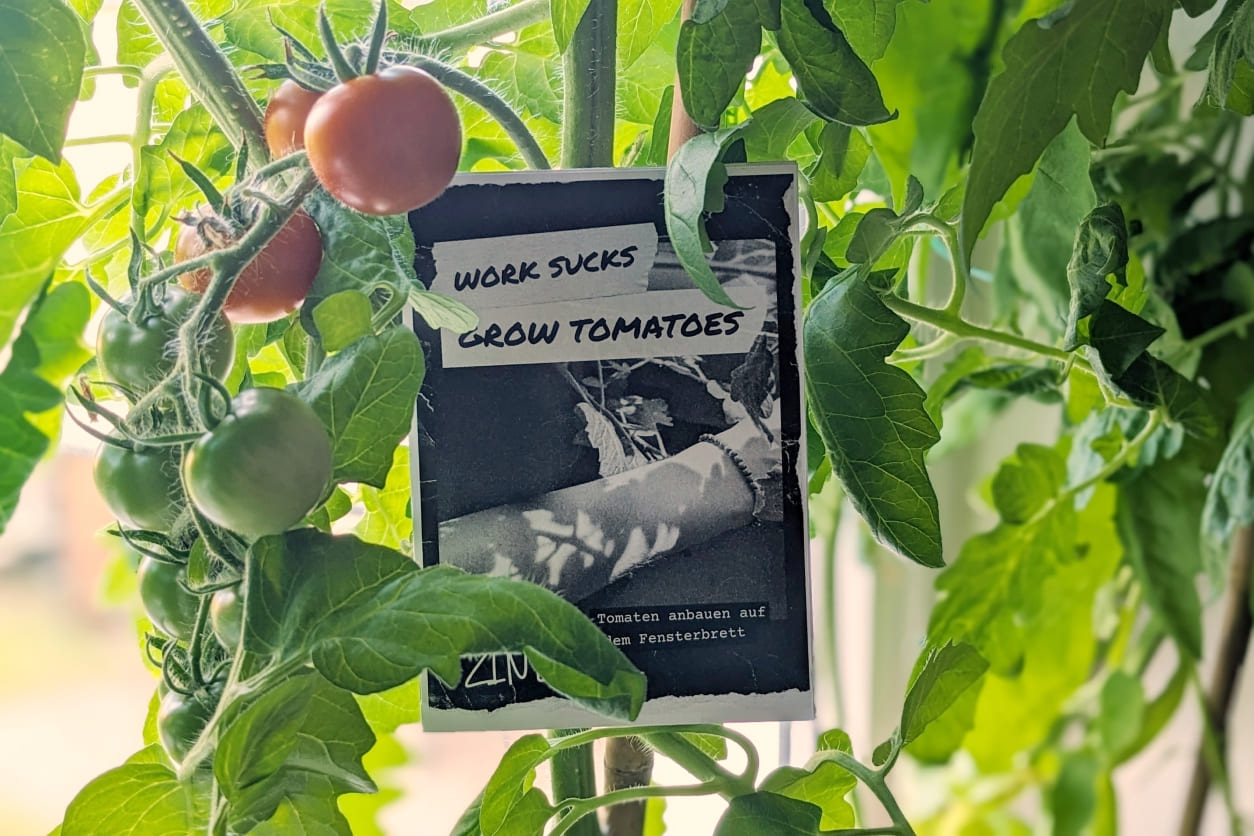 Schwarz-weißes Zine im DIY-Punk-Stil mit dem Titel „Work sucks, grow tomatoes“ steckt in einer üppigen Tomatenpflanze mit roten und grünen Früchten.