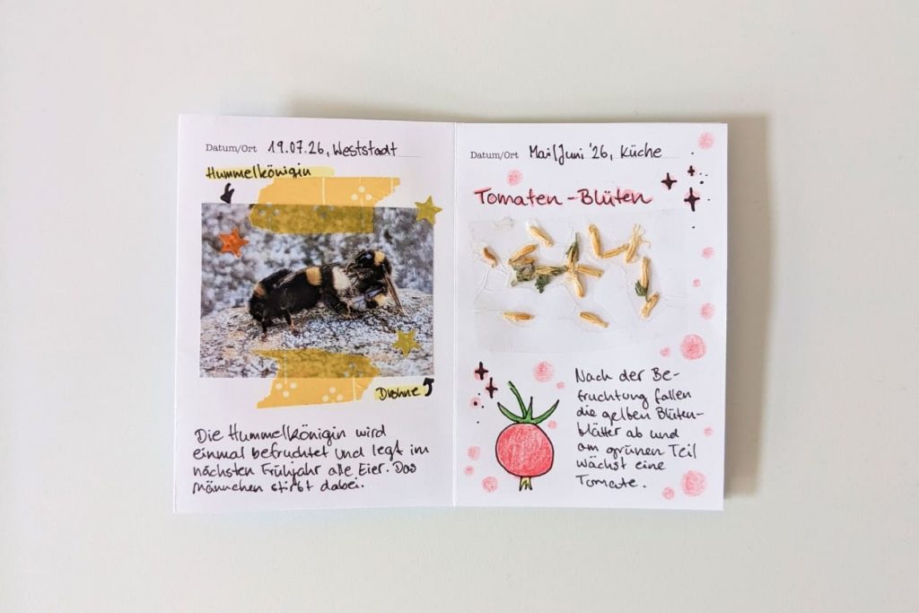 Offenes "NATURFORSCHER"-Zine. Links: Foto einer Hummelkönigin mit Drohne auf Stein. Rechts: Eingeklebte getrocknete Tomatenblüten mit Beschreibungstext.